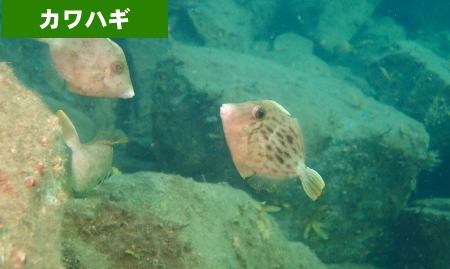 カワハギ　京福コンサルタント　環境調査　福井県　求人　採用　魚類調査　植物調査