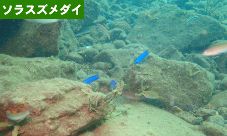 ソラスズメダイ　京福コンサルタント　環境調査　福井県　求人　採用　魚類調査　植物調査
