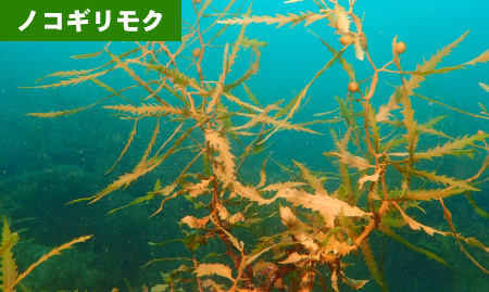 ノコギリモク　京福コンサルタント　環境調査　福井県　求人　採用　魚類調査　植物調査