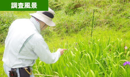 エビネ　調査風景　京福コンサルタント　環境調査　福井県　求人　採用　魚類調査　植物調査