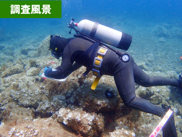 調査風景　京福コンサルタント　環境調査　福井県　求人　採用　魚類調査　植物調査