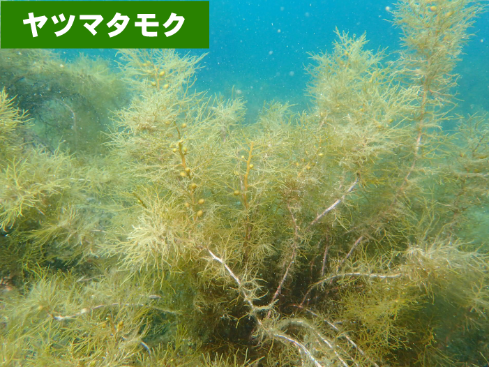 ヤツマタモク　京福コンサルタント　環境調査　福井県　求人　採用　魚類調査　植物調査